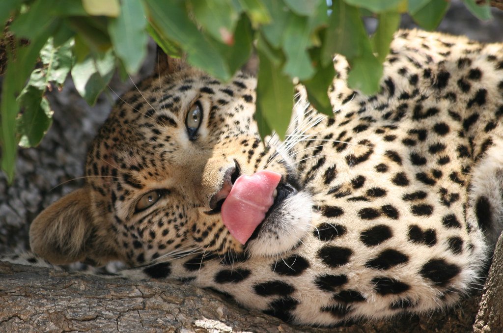 Leopard looking upwards Roaring styles