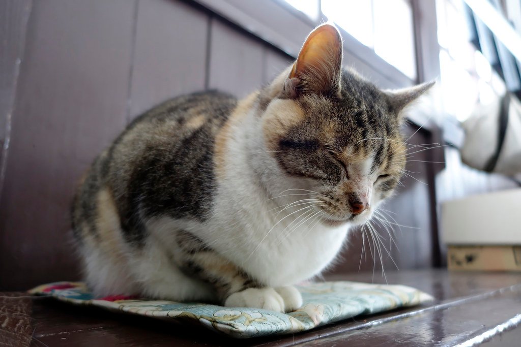 Cat Calm