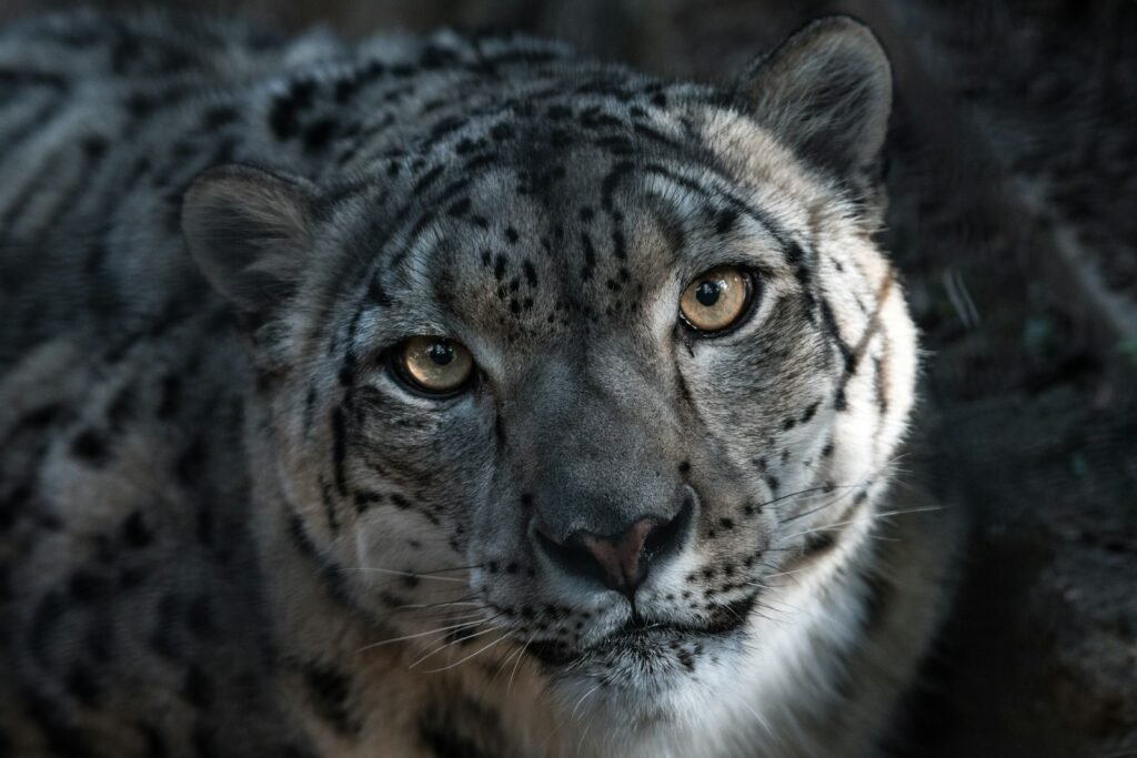 Big Cats as Apex predators: Big Cats close-up photography of Tiger