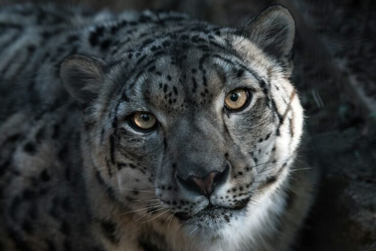 Snow Leopards in Mountain Ecosystems