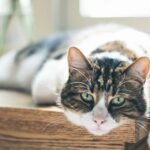 selective focus photography of black, white, and brown cat lying on wooden table
