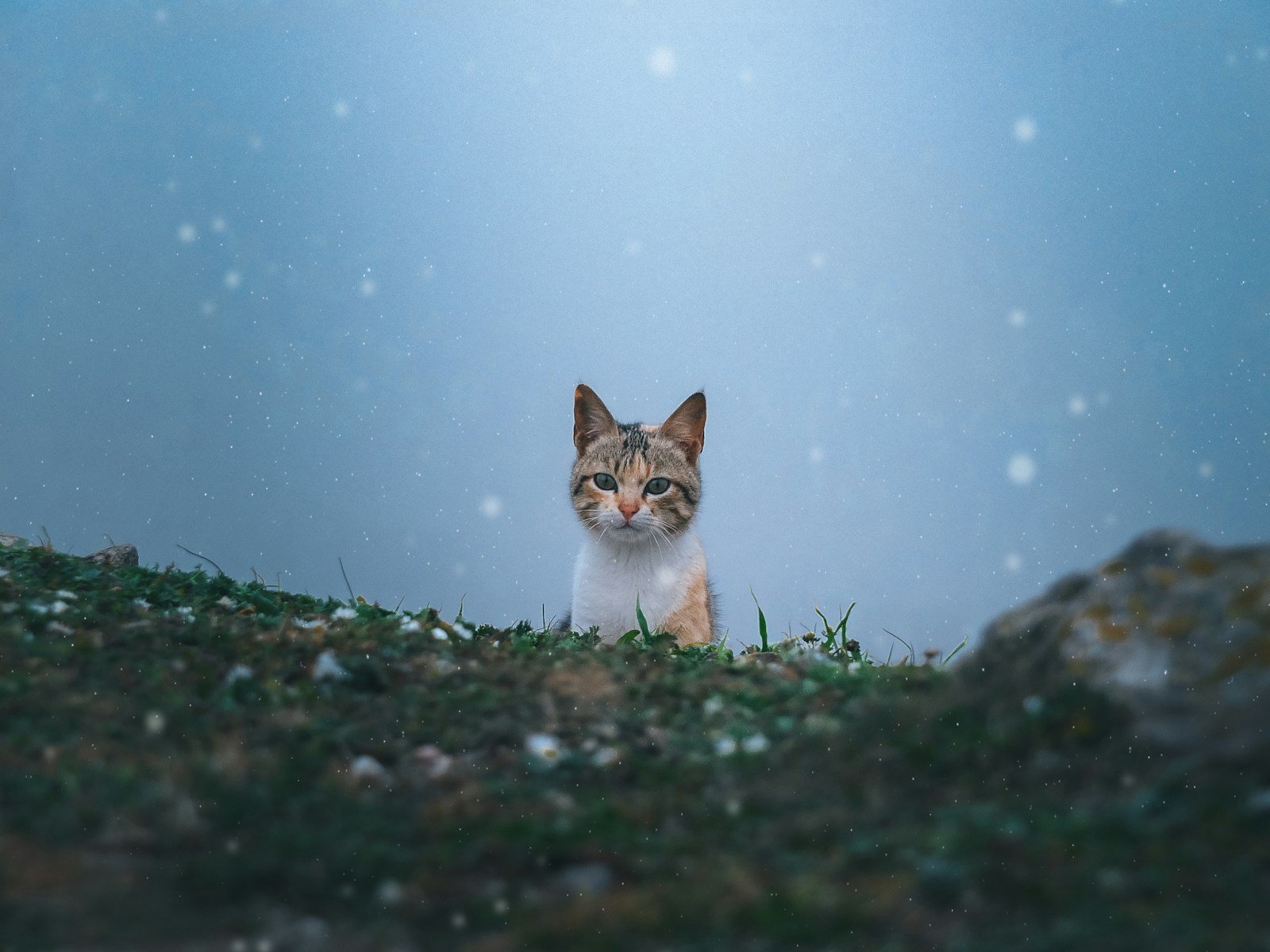 Photo by Malek Dridi Surprising Reasons Why Your Cat Loves to Watch You