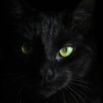 macro photography of black cat