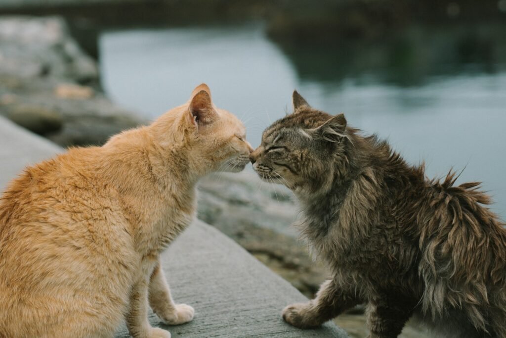 Cat Scent orange and brown tabby cat on pavement near body of water