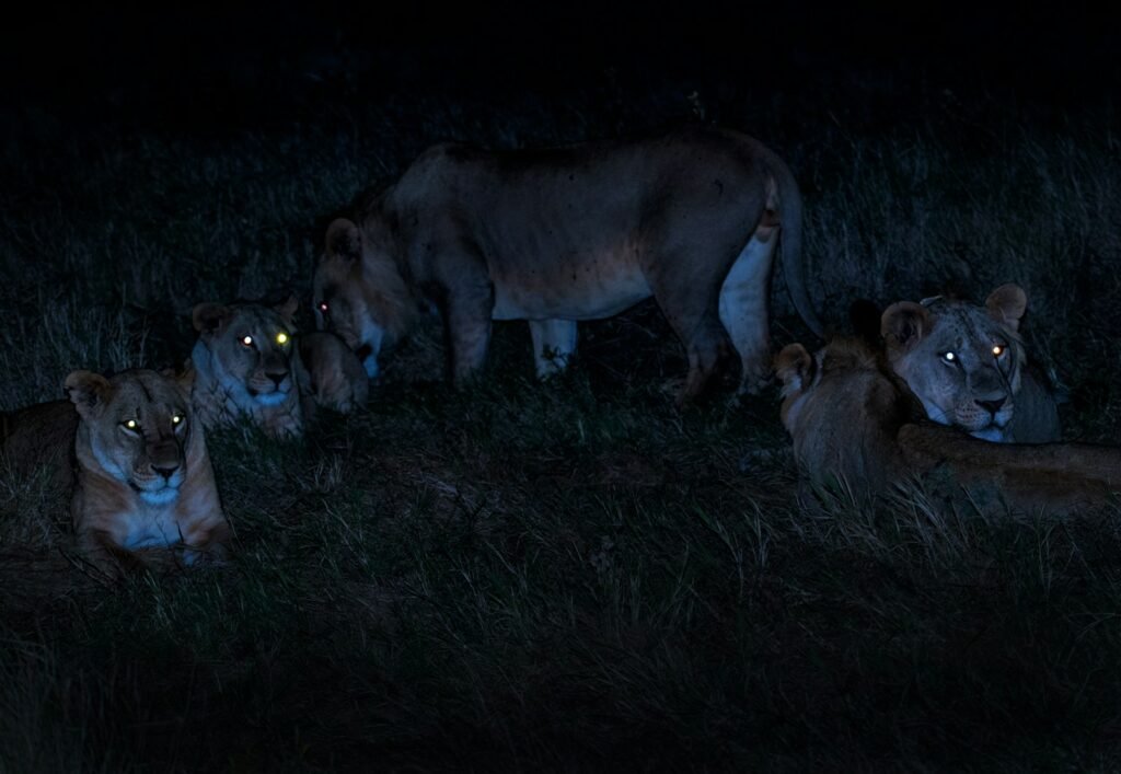 Social Cat herd of brown lioness