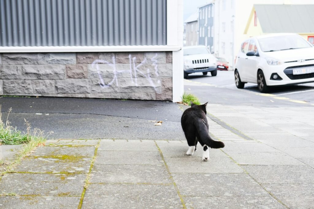 a black and white cat with a plant on its head