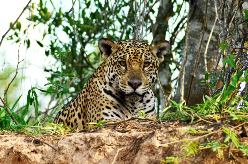 coat pattern: leopard lying on brown tree log during daytime