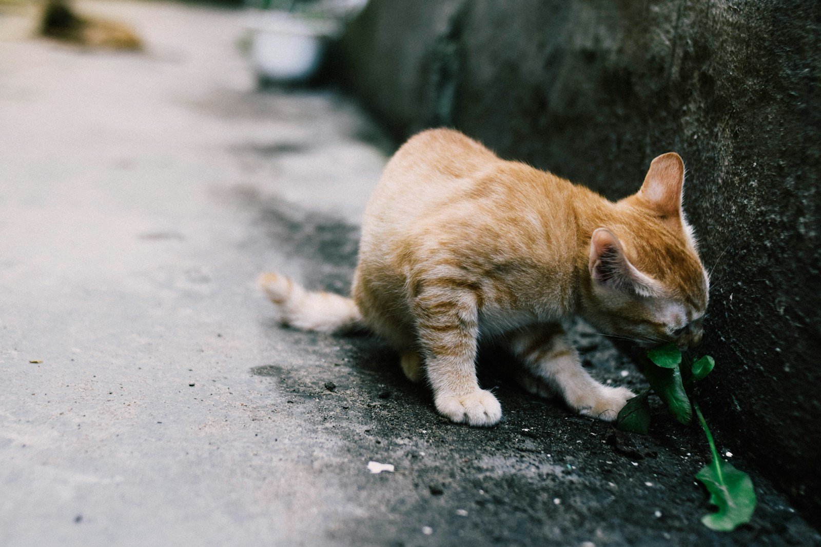 Photo by Trần Toàn Independence: orange tabby cat sniffing green leafed plant