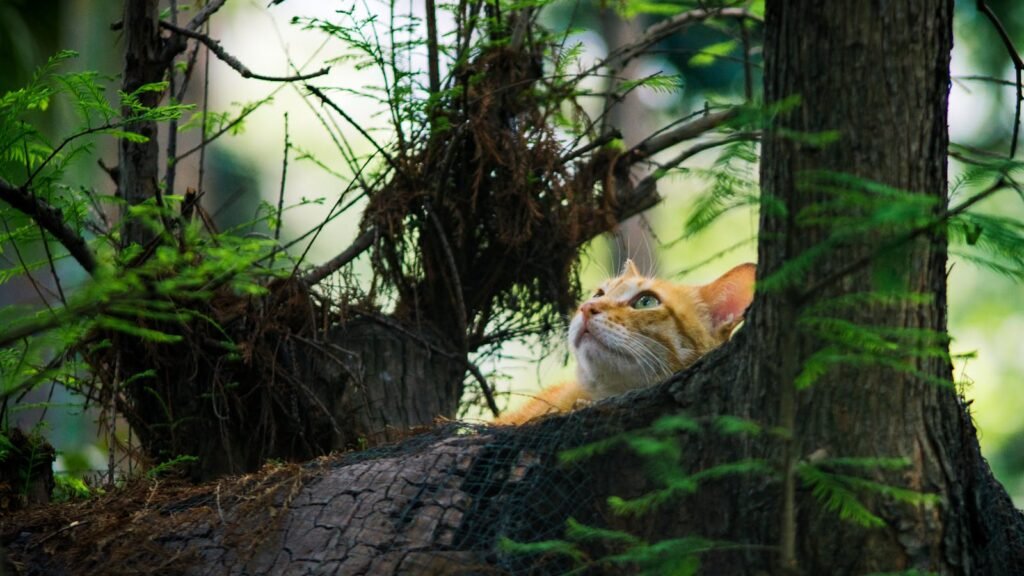 A ginger cat peering through the forest foliage, blending with the serene nature.