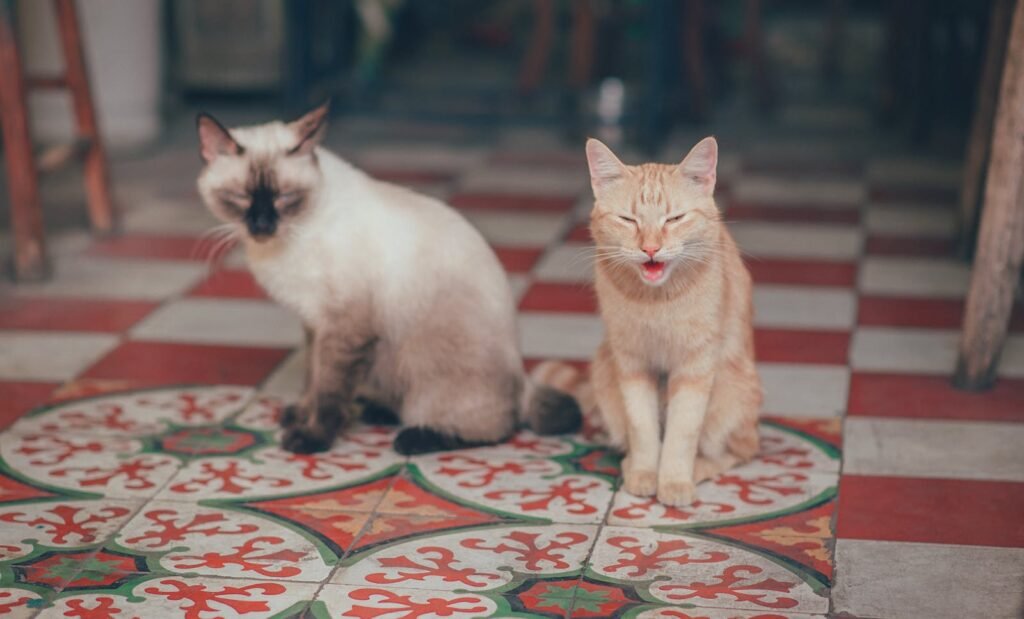 Close-up of two cats sitting on a colorful tiled floor indoors.