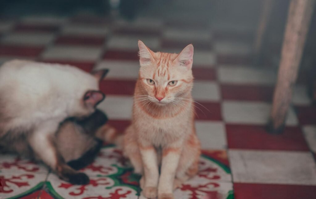 Adorable Siamese and tabby cats lounging on a checkered floor, captured in a cozy indoor setting.