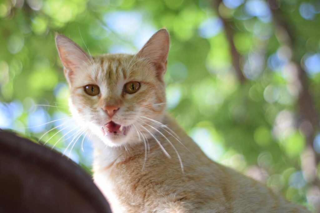 Charming ginger tabby cat with open mouth amidst sunlit greenery, showcasing playful curiosity.
