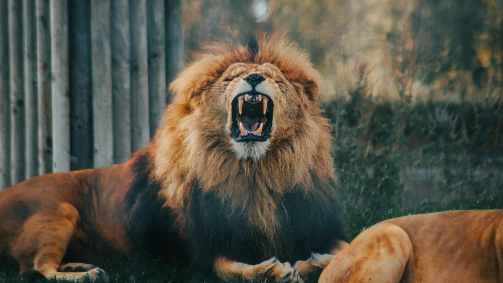 A powerful male lion with a thick mane roars fiercely in its natural habitat, displaying dominance and the raw instincts of big cats.