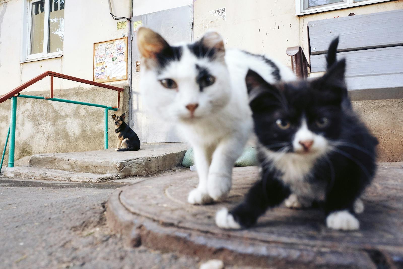 cats and dogs: White and black cats in focus with a dog in the background on urban street.
