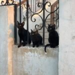 Three black cats perched on a concrete ledge in front of an ornate wrought-iron gate, exuding mystery and charm in an urban setting.