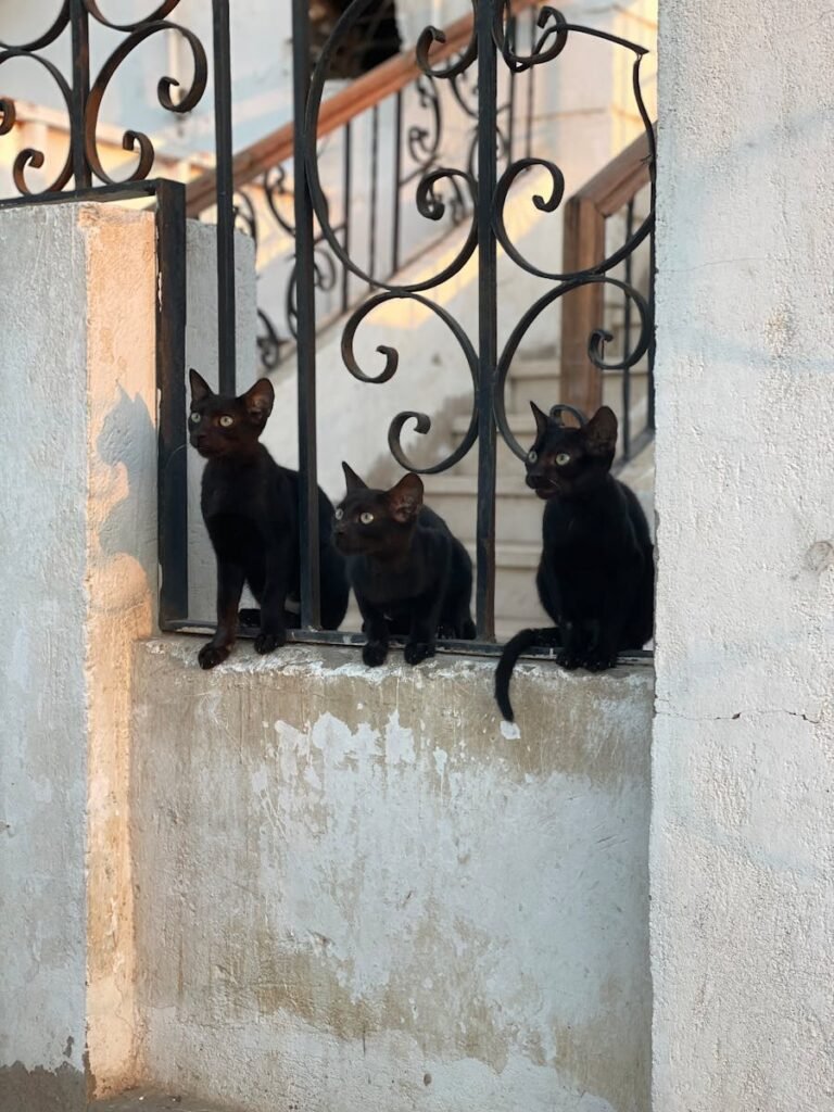 Three black cats perched on a concrete ledge in front of an ornate wrought-iron gate, exuding mystery and charm in an urban setting.
