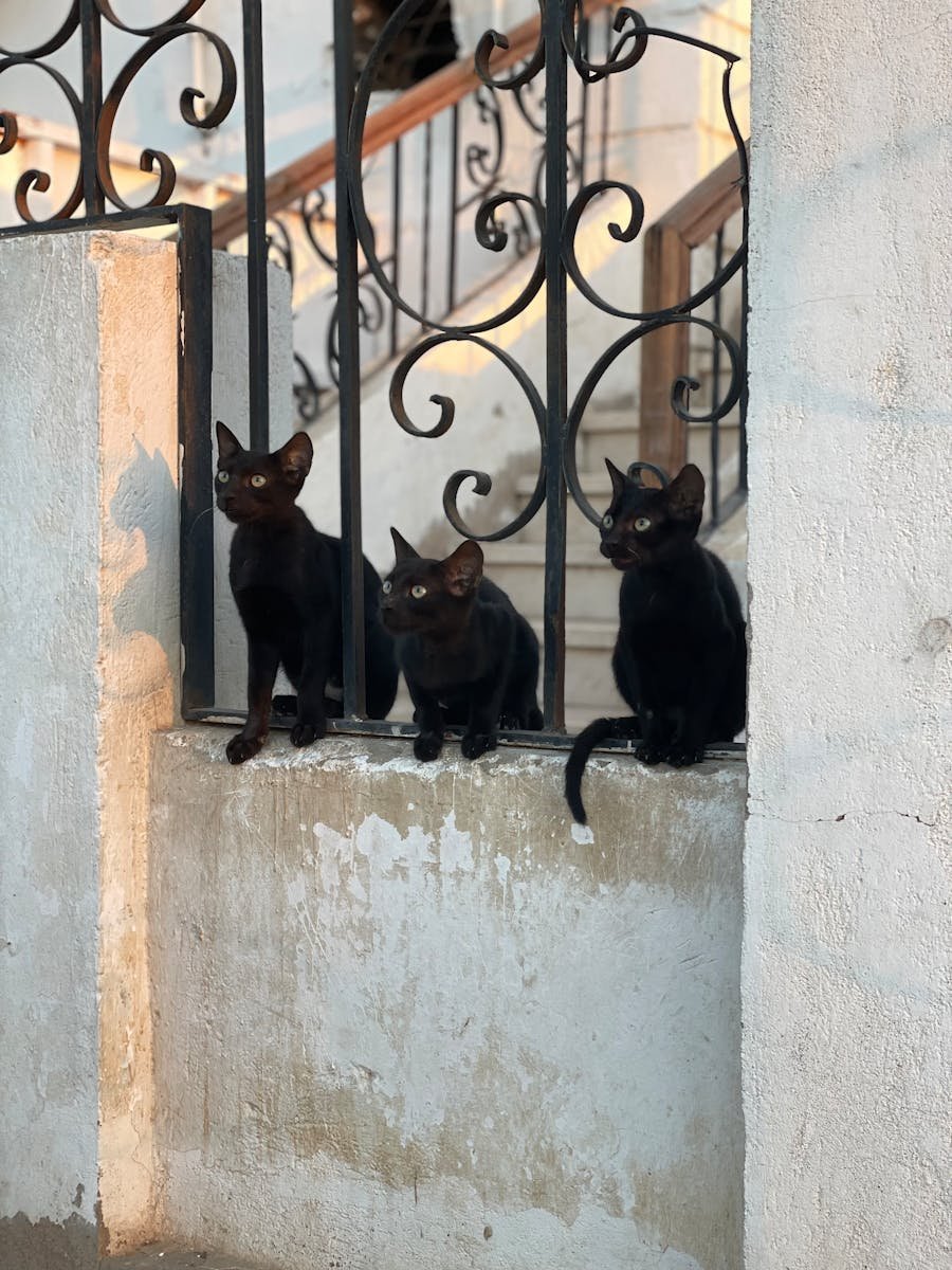 Three black cats perched on a concrete ledge in front of an ornate wrought-iron gate, exuding mystery and charm in an urban setting.