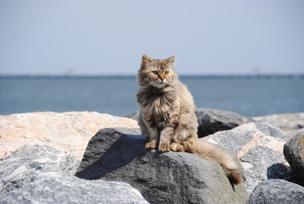 The Hidden World of Feral Cats in Urban Areas