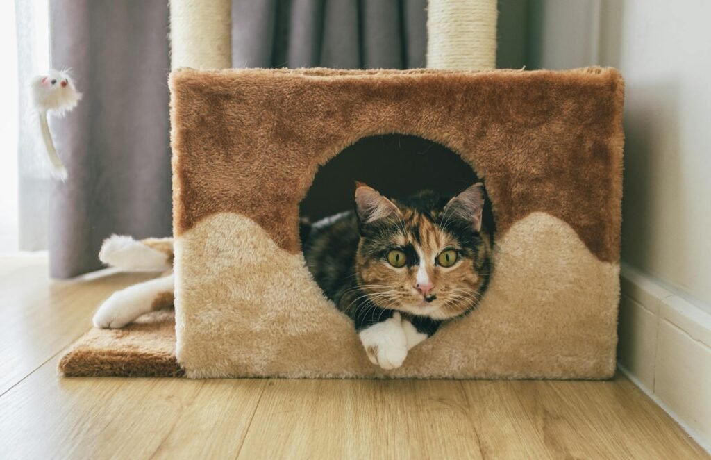 Cute calico cat lounging in a cat house indoors, enjoying a relaxing afternoon.