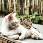Two cats resting closely together outdoors, one white and one tabby, lying peacefully on a surface with a blurred natural background.