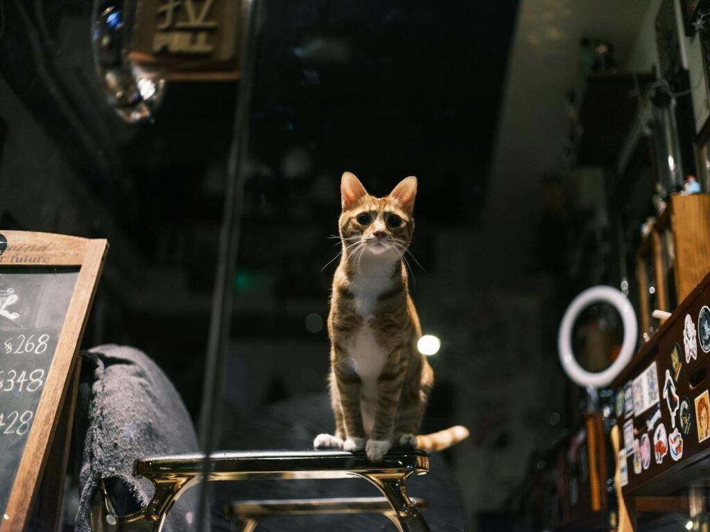Charming feline sitting on a chair indoors with blurred background, perfect as a pet portrait.