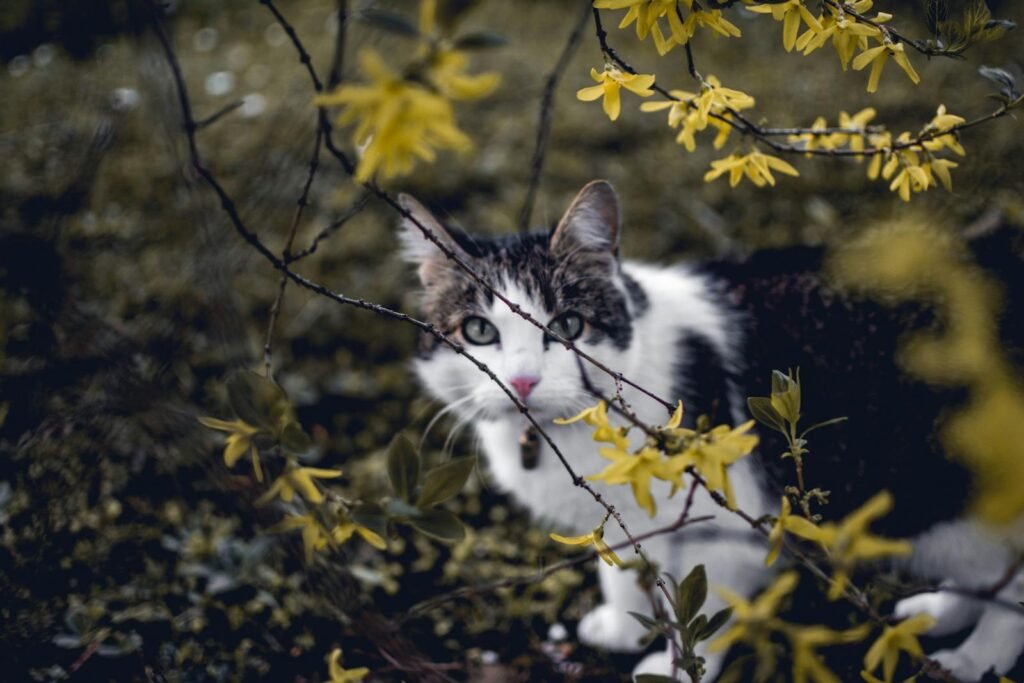 A curious cat peers through branches of vibrant yellow blossoms, blending with nature.