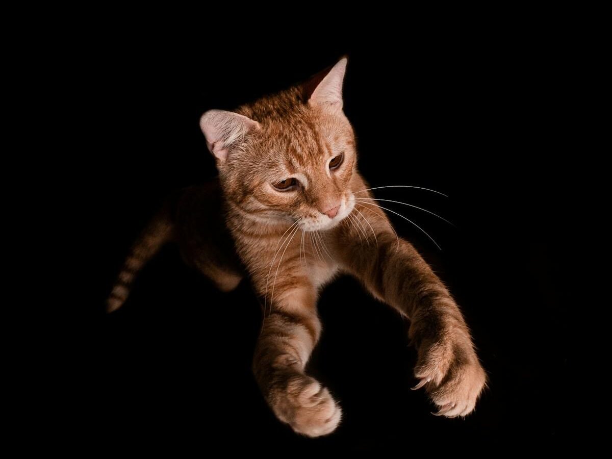 A detailed close-up image of a tabby cat with extended paws on a dark background.