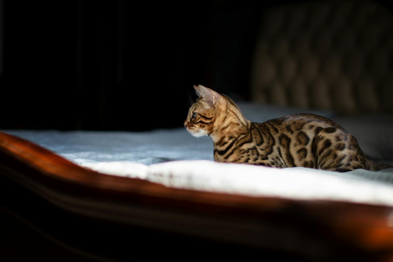 Photo by Vikki A Bengal cat lying peacefully on a sunlit bed, capturing an essence of tranquility and warmth.