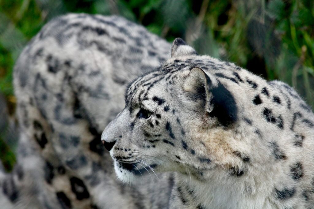 A stunning close-up of a majestic snow leopard showcasing its distinct fur patterns.
