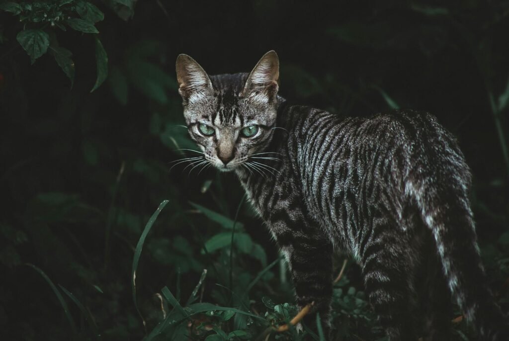 A striking Toyger cat with vivid stripes stands alert in a lush, dimly lit forest.