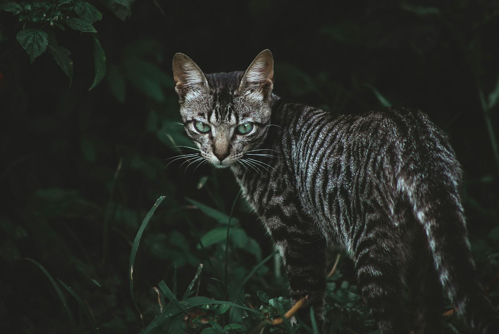 Photo by Matteus Silva A striking Toyger cat with vivid stripes stands alert in a lush, dimly lit forest.