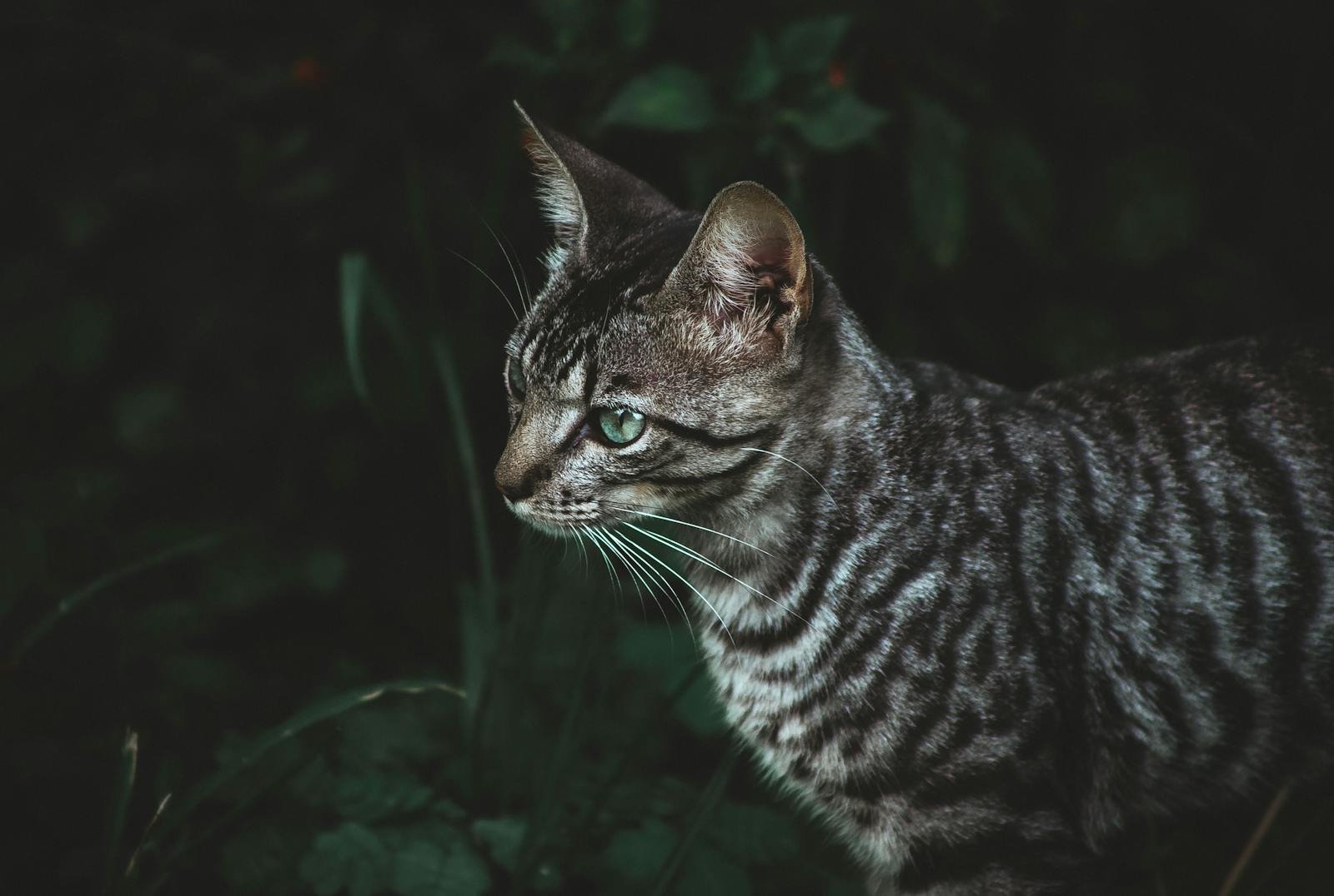 Photo by Matteus Silva wild domestic cat:
Intimate portrait of a Toyger cat in a grassy field showcasing its unique stripes.