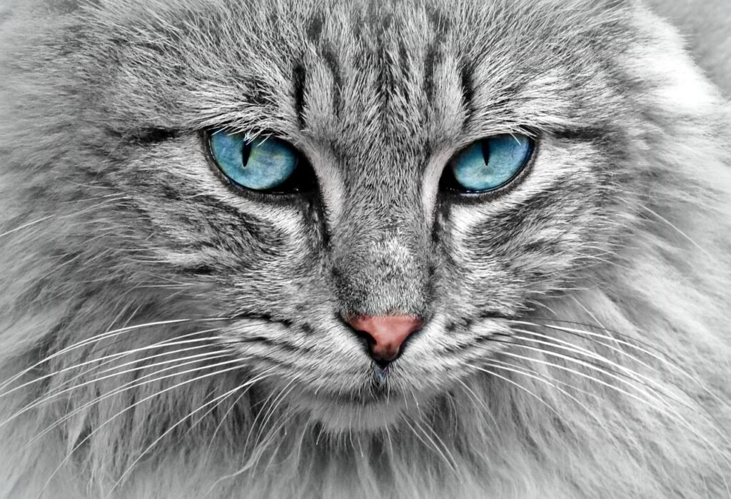 domestic cat communicate