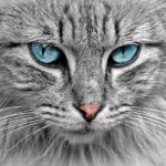 How Cats Recognize Their Names and Respond to Voices
