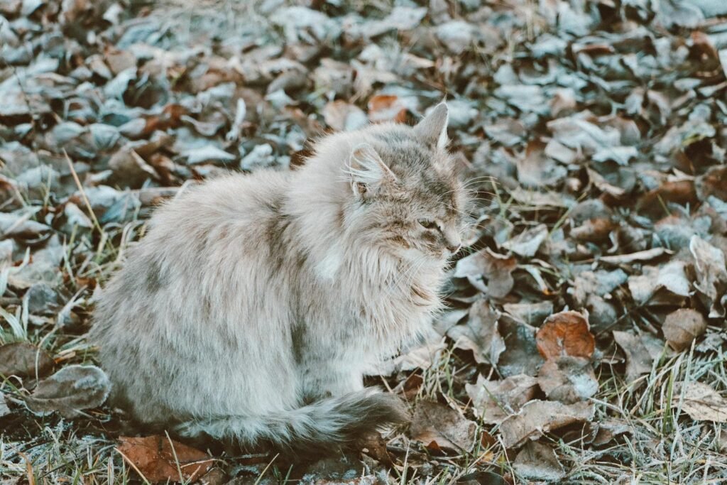 Fluffy Siberian cat sits on dry autumn leaves, showcasing its natural beauty.