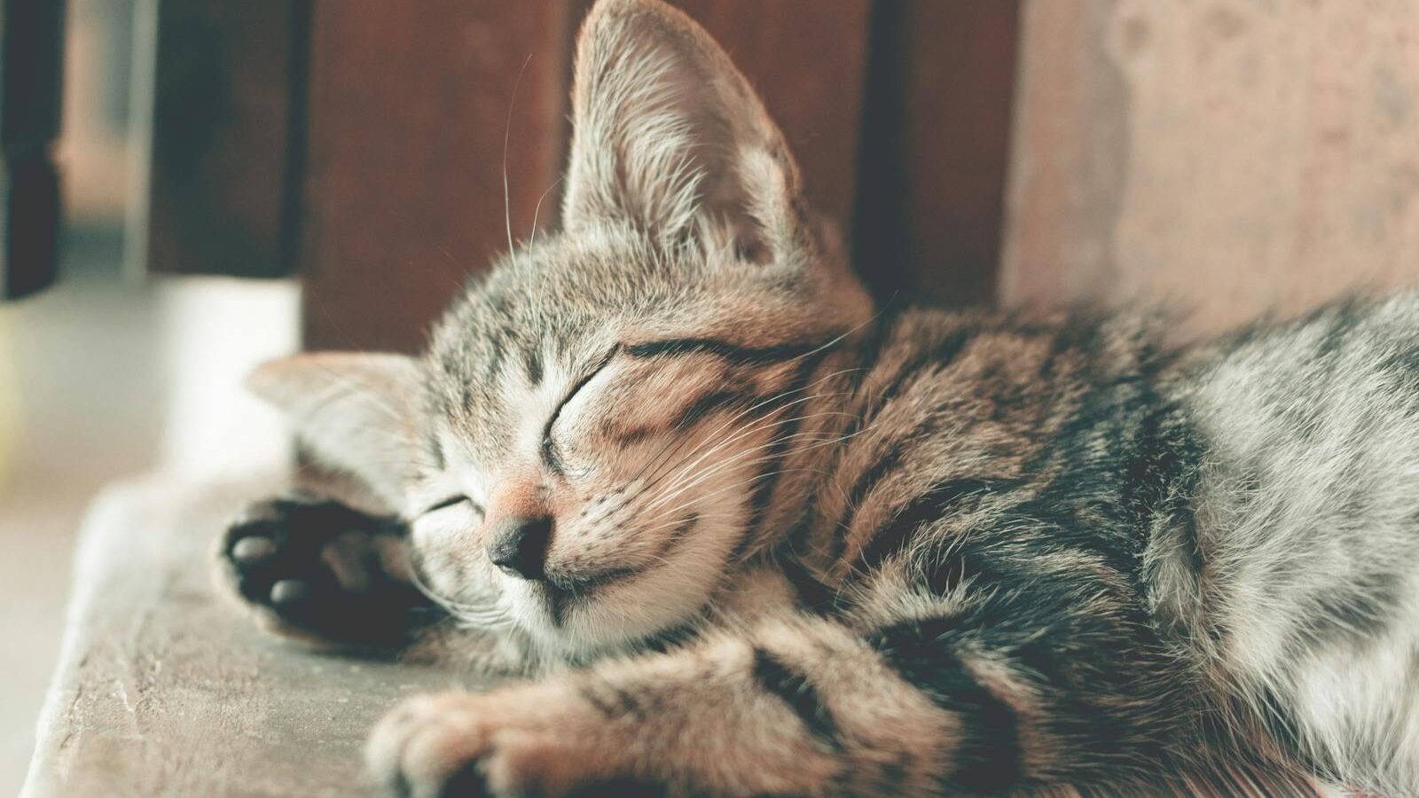 A peaceful tabby kitten sleeping on a wooden surface, with its eyes closed and paws stretched out in a cozy position.