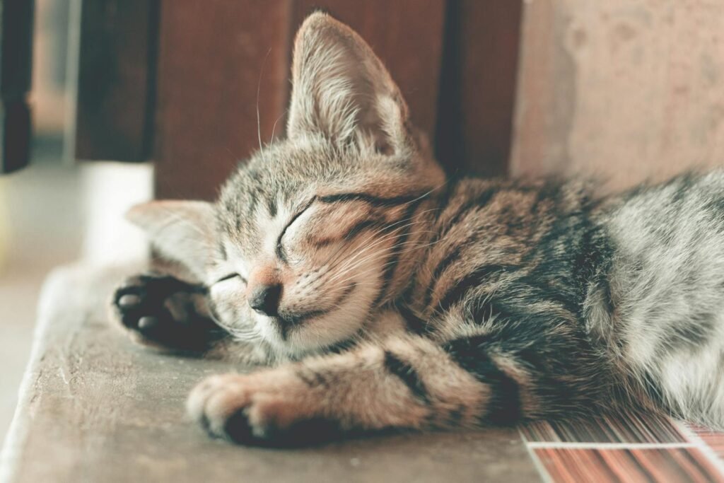 senior cat Close-up of a cute tabby kitten sleeping with soft fur indoors, capturing a serene and restful moment.
