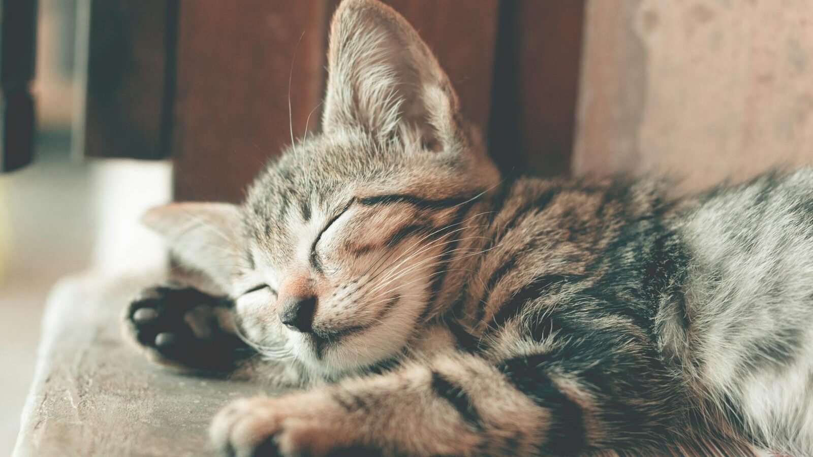 A peaceful tabby kitten sleeping comfortably on a wooden surface, with soft sunlight filtering through, creating a warm and serene atmosphere