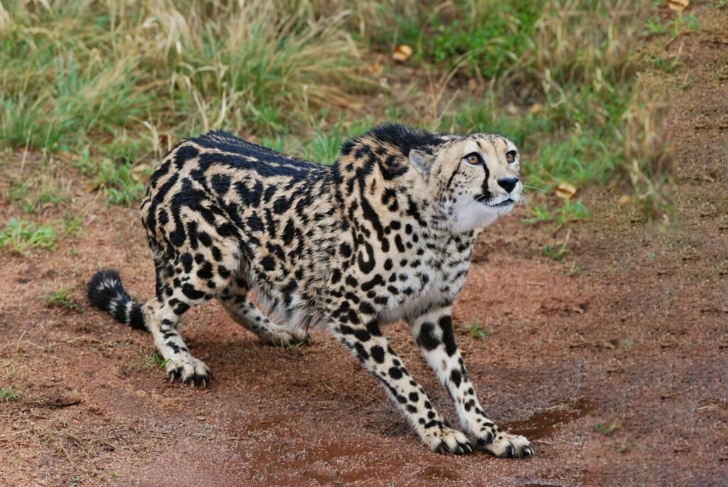cheetah survive: Cheetah ready to pounce in the South African wilderness, showcasing its majestic speed and agility.