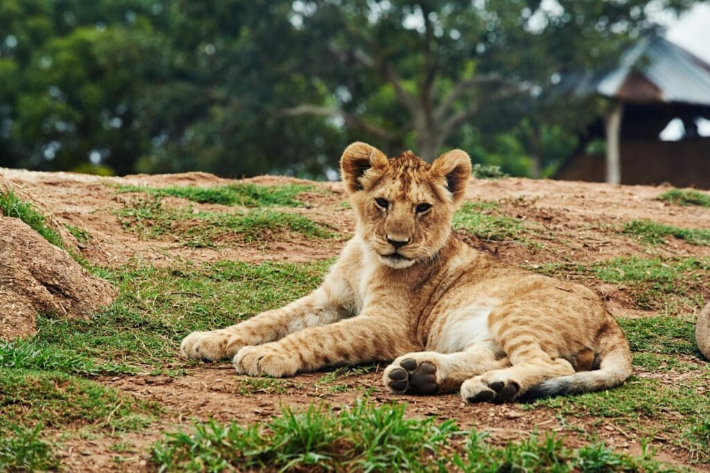 A cute lion cub lounging on grassy terrain, capturing the essence of wildlife in nature.