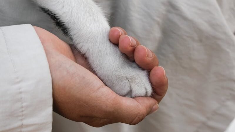 A close-up of a human hand gently holding a dog's paw, symbolizing trust and companionship.