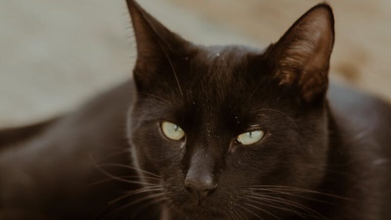 A sleek black cat resting on a wooden surface, with piercing green eyes gazing intently, exuding a calm and mysterious aura.
