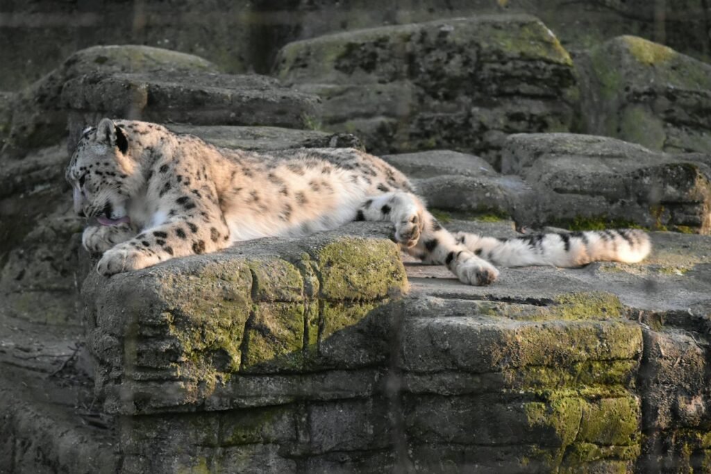 Captivating image of a snow leopard lounging on rocks in Basel's outdoors, showcasing its natural elegance.