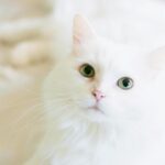 12 Little-Known Ways Cats Show Affection