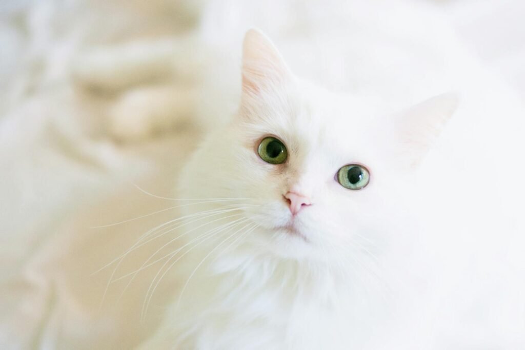 senior cat A cute white cat with bright green eyes gazes curiously, perfect for pet lovers.