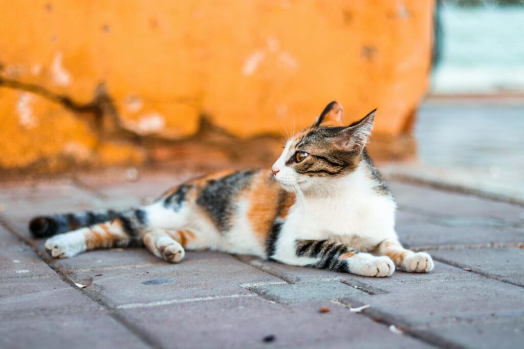 A serene tabby cat resting on urban pavement with a warm-toned wall behind.