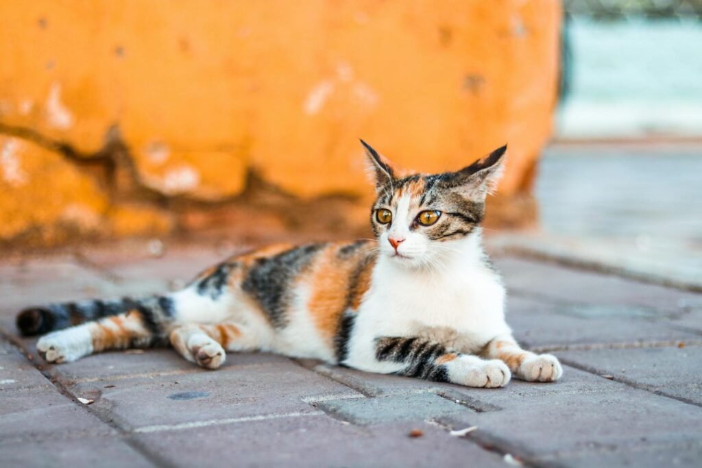 A calm calico cat lies gracefully on a brick pavement with a warm orange backdrop, embodying tranquility.