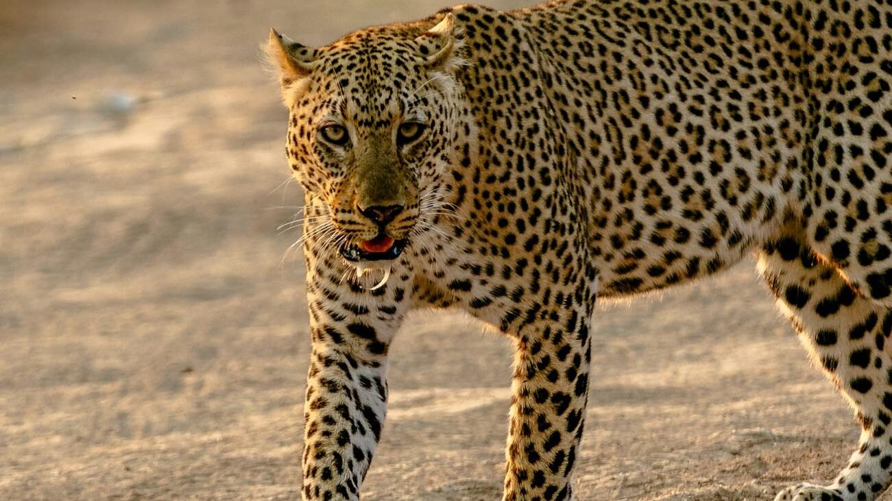A leopard walking on a sandy terrain during golden hour, showcasing its spotted coat and piercing gaze, exuding strength and elegance.