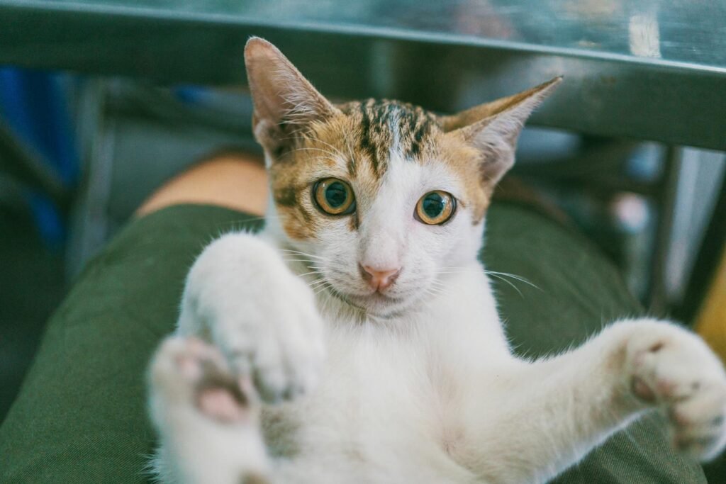 Close-up of a playful domestic kitten lounging indoors, showcasing its adorable eyes and whiskers.