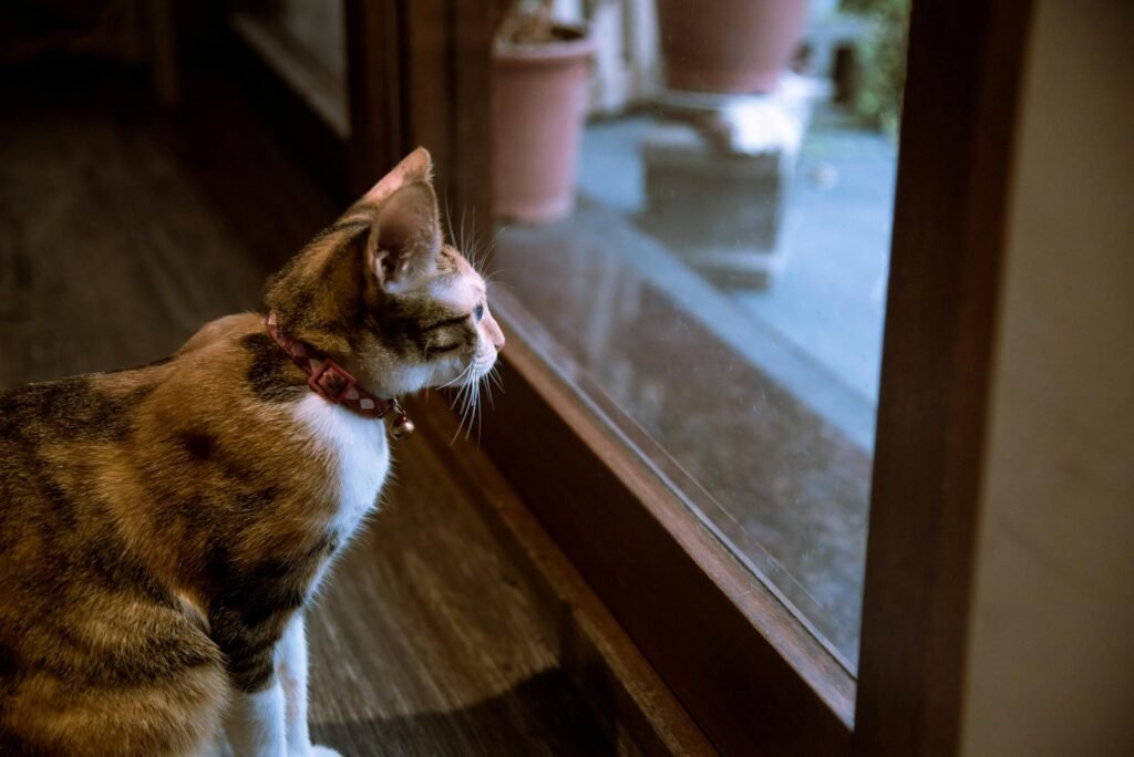 Cat Eye Contact A cute domestic cat with a collar intently gazing through a glass door, exploring the outdoors.